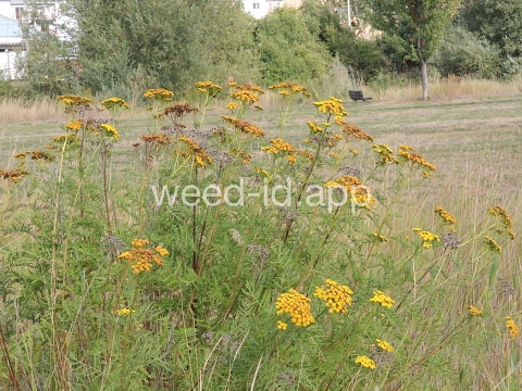 tansy, common
